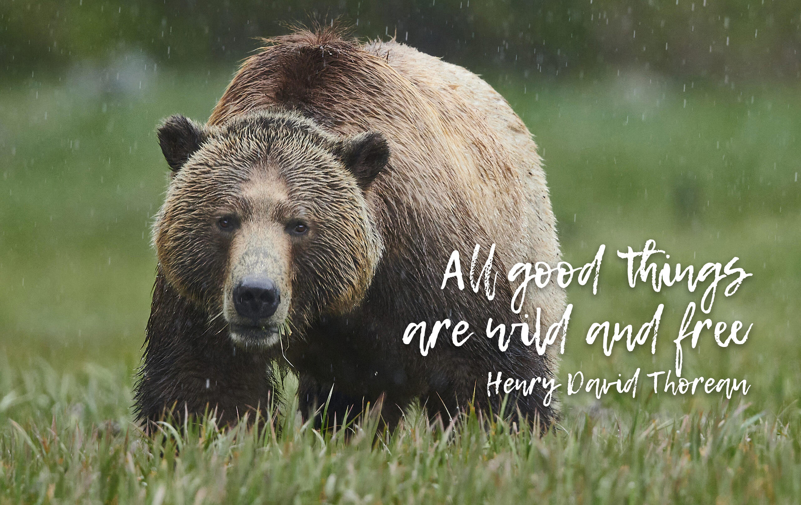 A wet grizzly bear stands in green grass under the rain. Overlaid text reads: "All good things are wild and free. Henry David Thoreau.