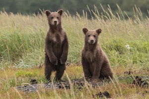 Two brown bear cubs are in a grassy field; one is standing on its hind legs while the other sits on all fours. The background is blurred, showing green vegetation.